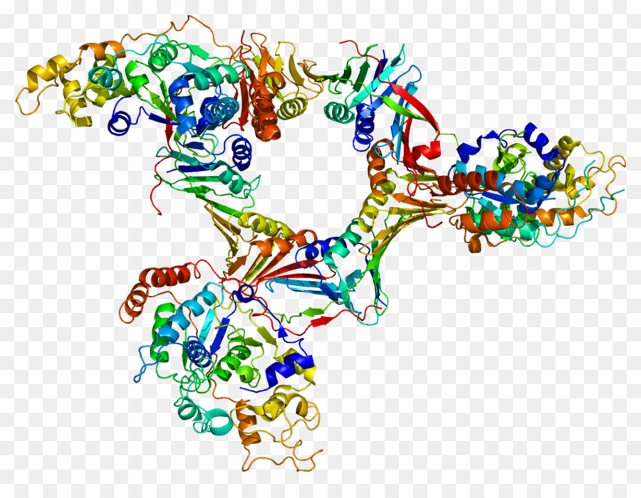 Colgajo Structurespecific Endonucleasa 1，Endonucleasa PNG