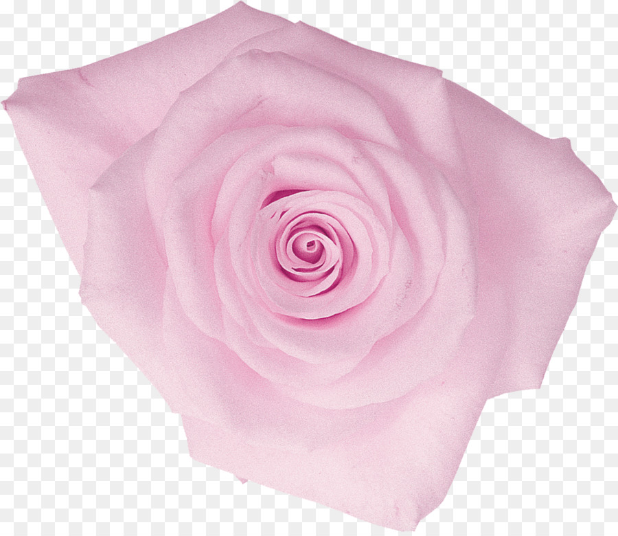 Rosas De Centifolia，Flor PNG