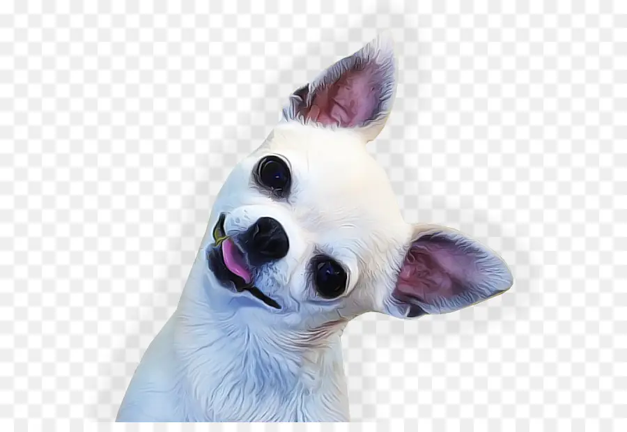 Chihuahua，Basset Hound PNG
