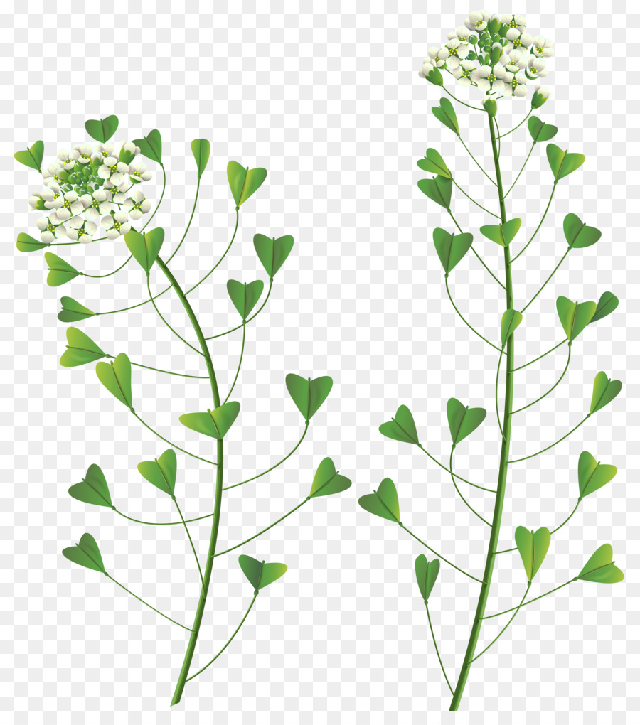 Plantas，Verde PNG