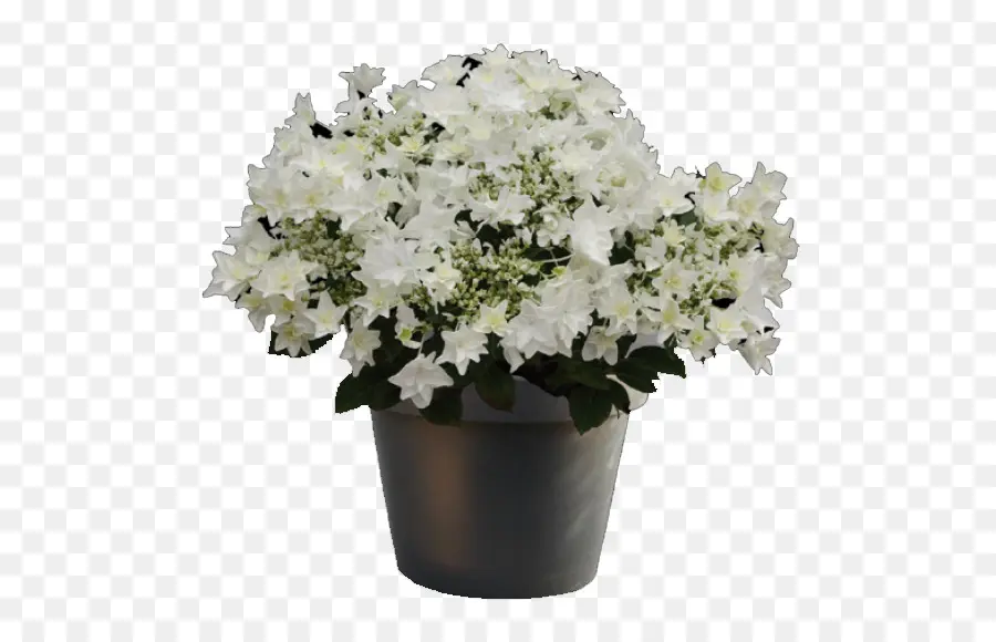 Planta，Blanco PNG