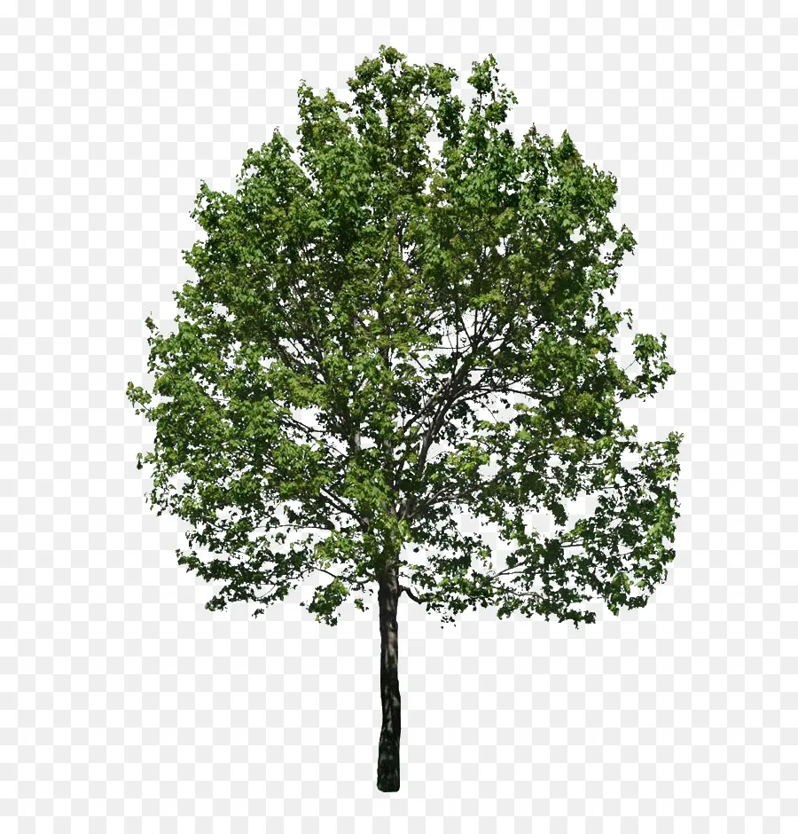 árbol，Una Fotografía De Stock PNG