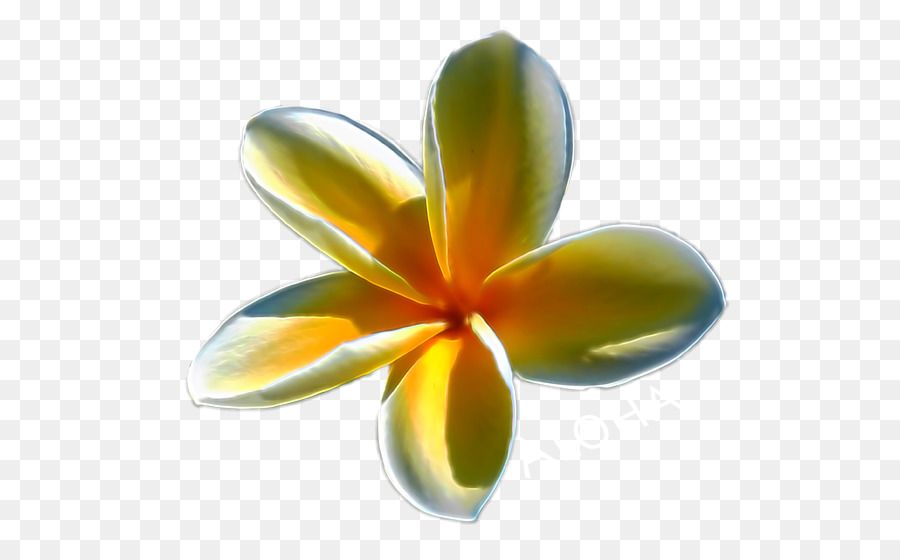 Flor，Pétalo PNG