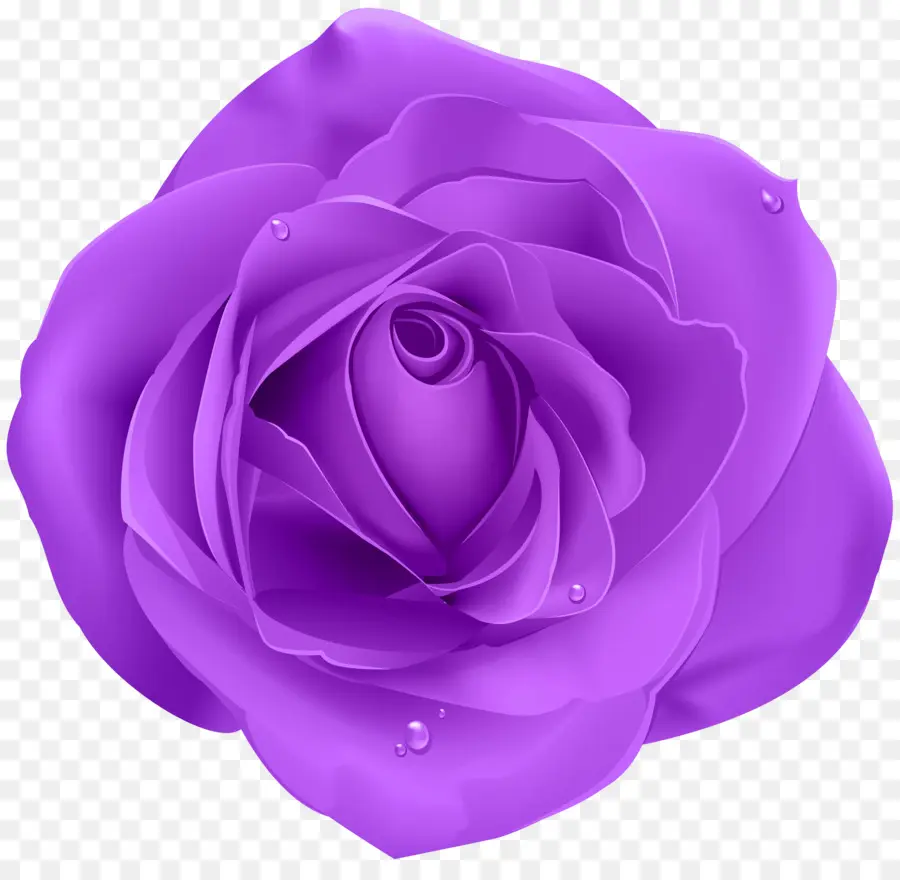 Rosa Morada，Florecer PNG