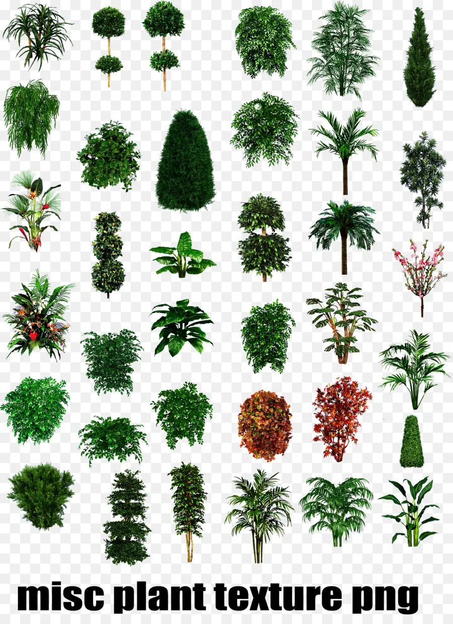 Tipos De Plantas Tropicales，Arbusto PNG