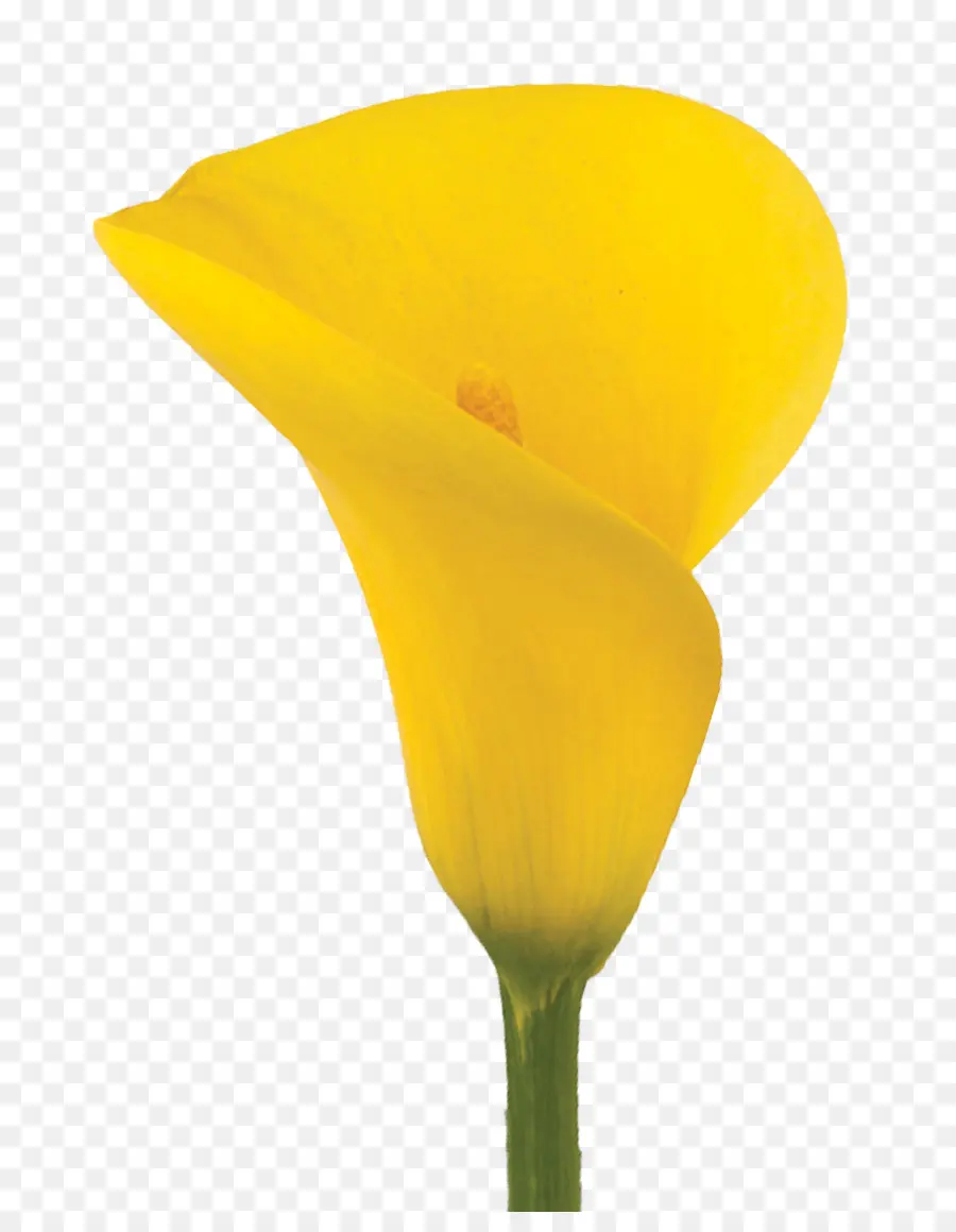 Lirio De Cala Amarillo，Florecer PNG