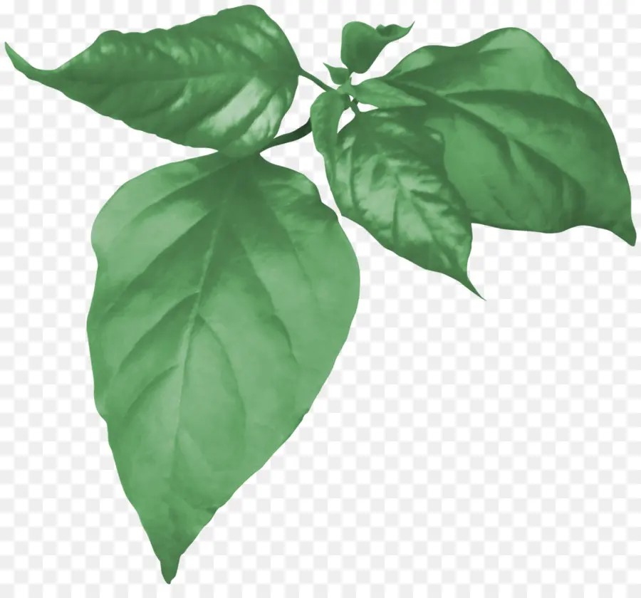 Hojas Verdes，Naturaleza PNG