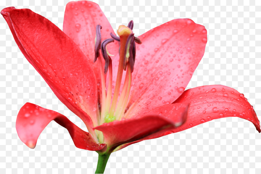 Flor，Tiger Lily PNG