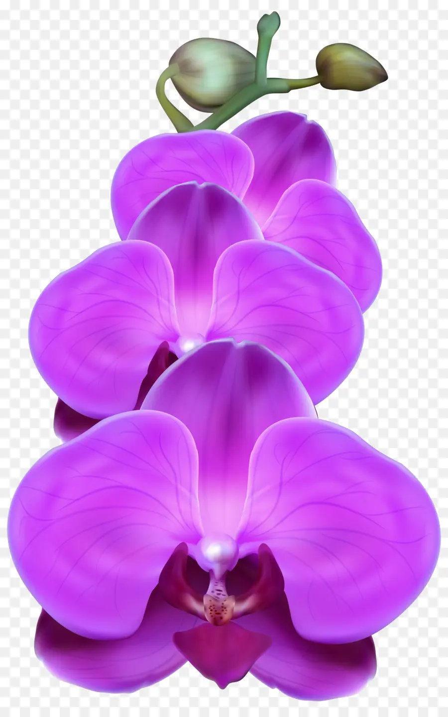 Orquídea，Florecer PNG