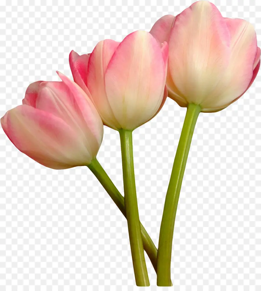 Tulipanes Rosados，Ramo PNG