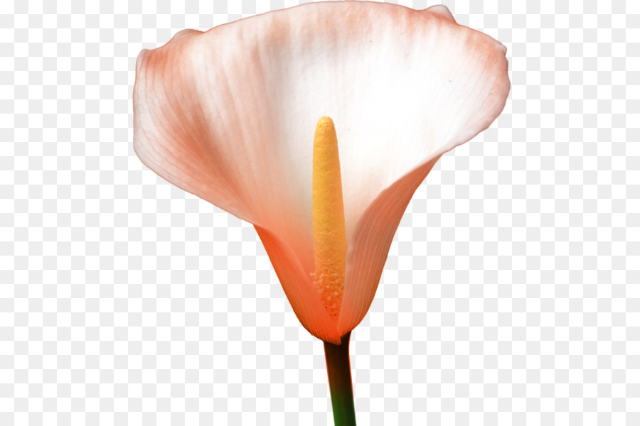 Flor，Blanco PNG