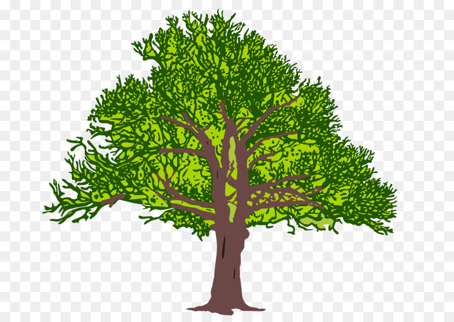 Árbol，Hojas PNG