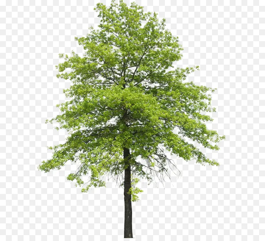 árbol，Planta PNG