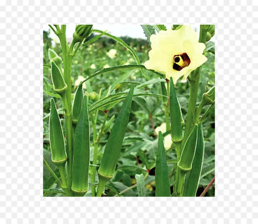 Okra，Vegetal PNG