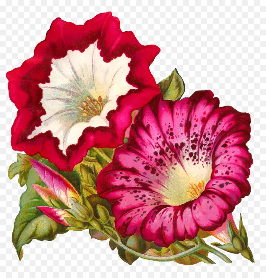 Flores Rosadas，Pétalos PNG