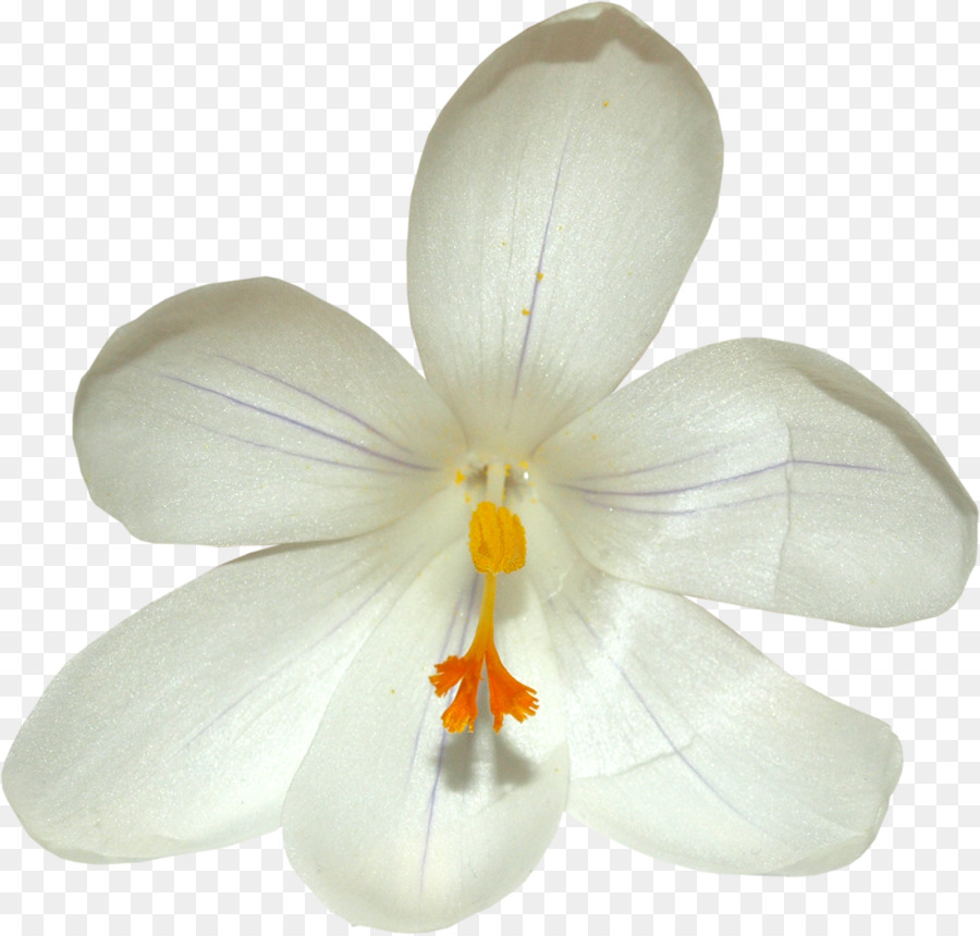 Orquídea Blanca，Floración PNG