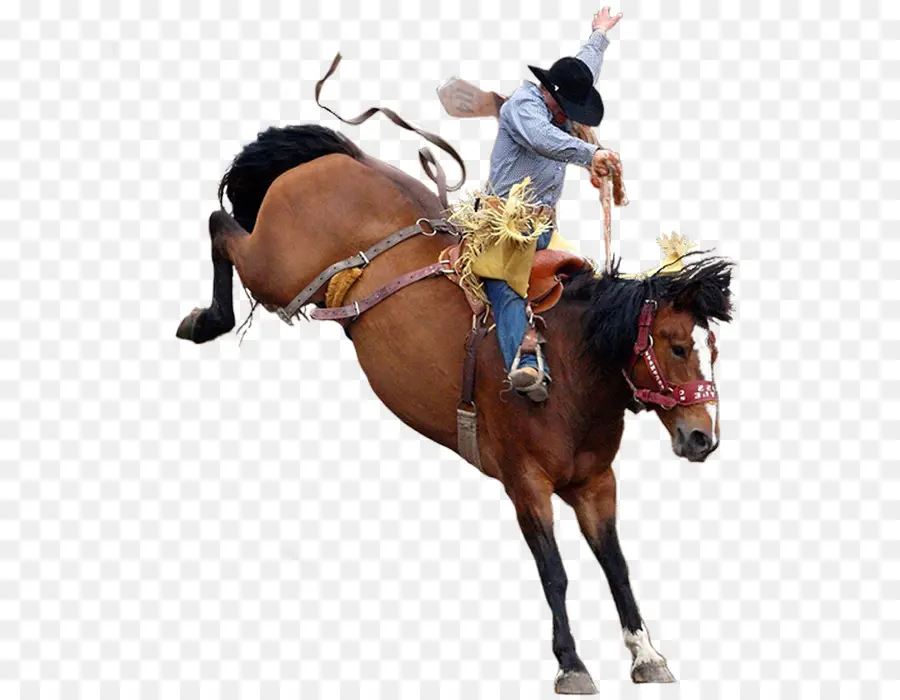 Rodeo，Caballo PNG