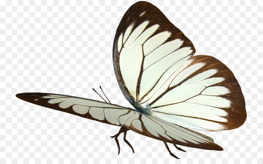 Mariposa，Papillon Perro PNG