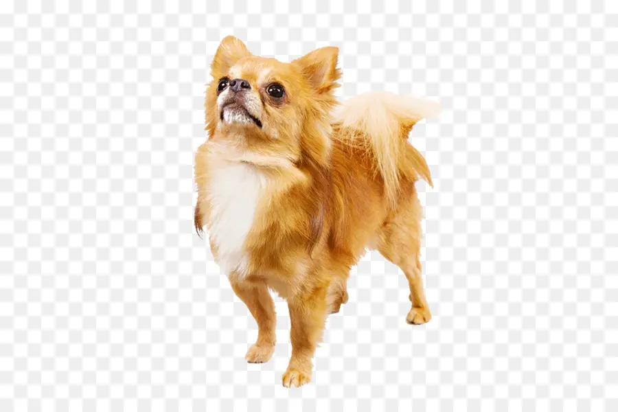 Verdadero Perro Chihuahua，Mascota PNG