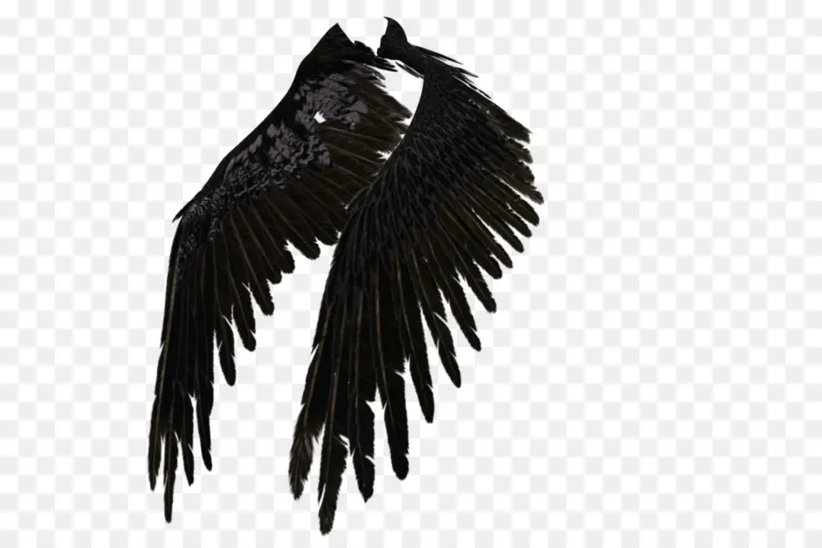 Alas Negras，Plumas PNG