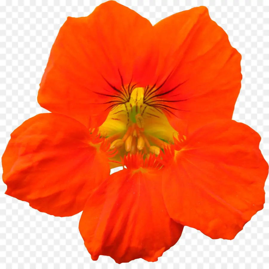 Flor，Cosmos Sulphureus PNG