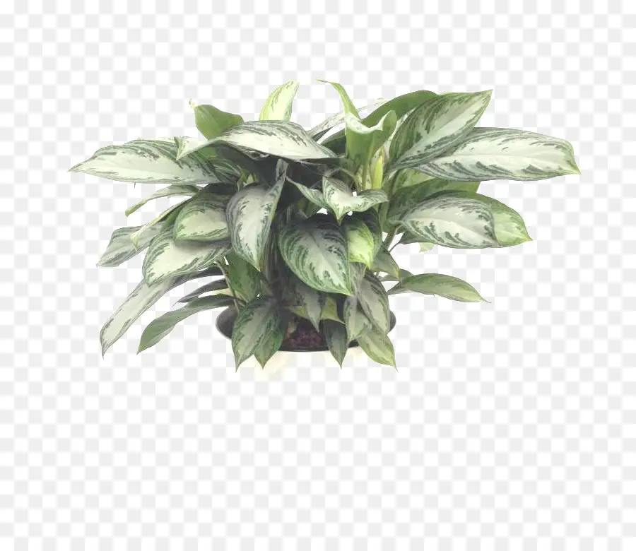 Planta En Maceta，Interior PNG