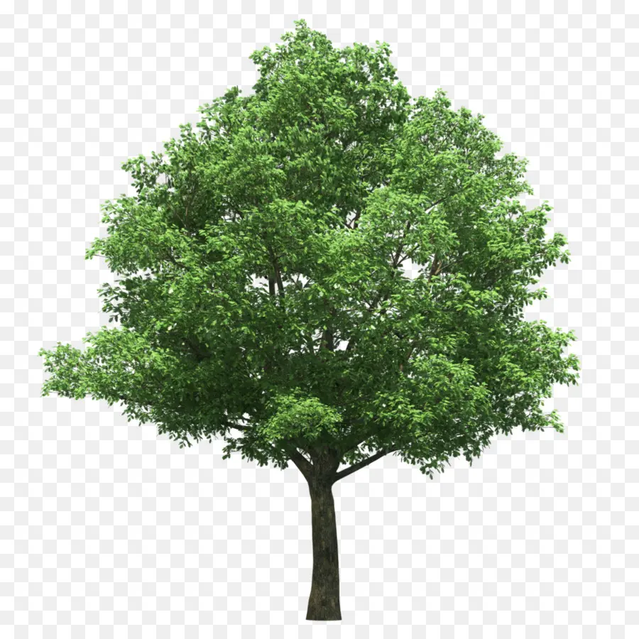 Una Fotografía De Stock，árbol PNG