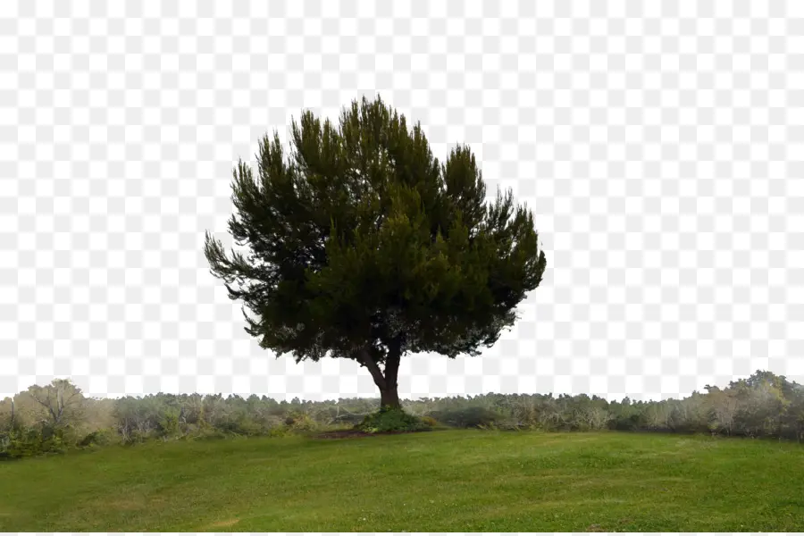 Árbol，Paisaje PNG