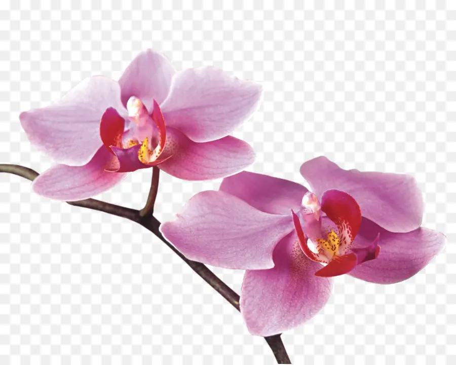 Las Orquídeas，Flor PNG