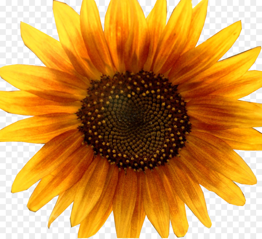 Girasol，Amarillo PNG