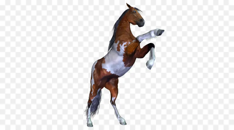 Caballo，Los Caballos PNG