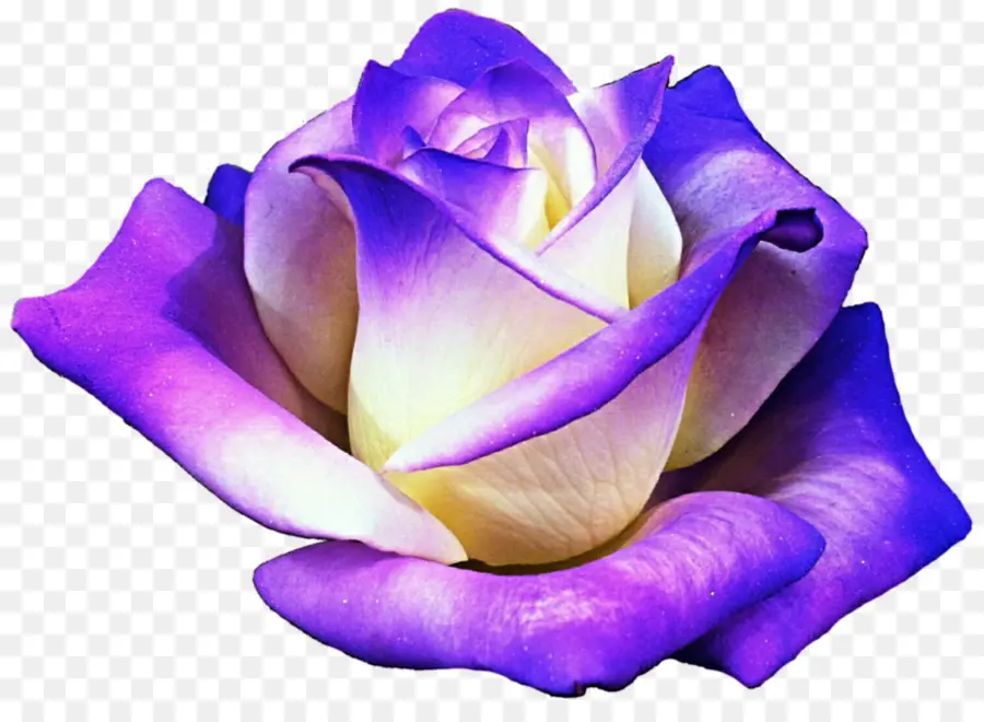 Rosa Morada，Floración PNG