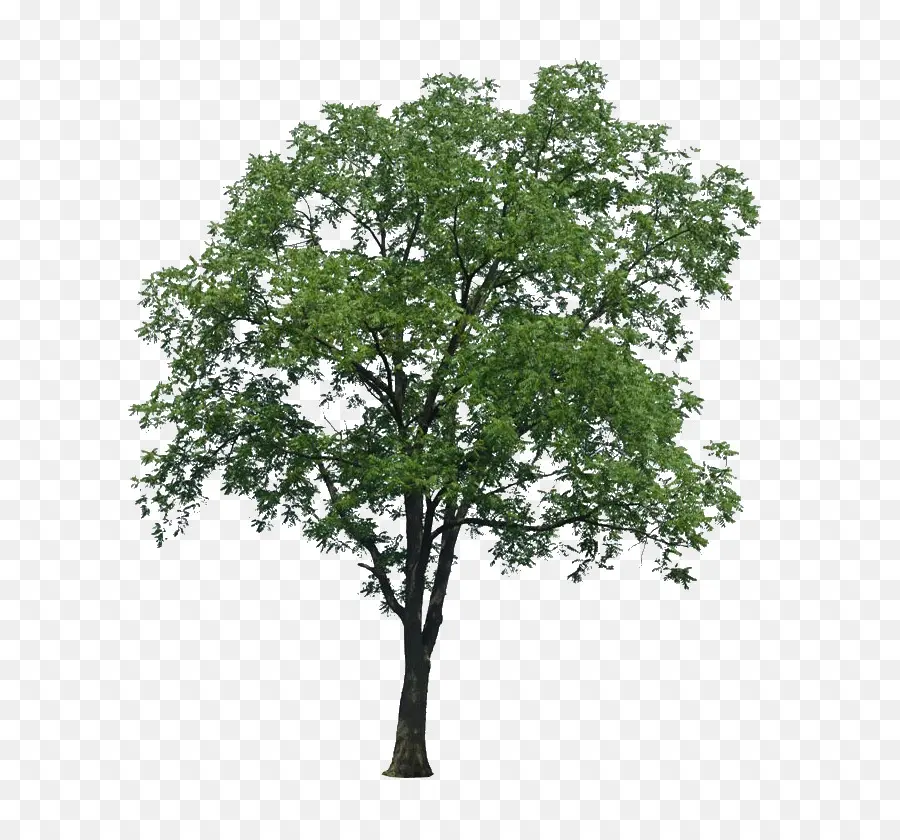 Populus Nigra，árbol PNG