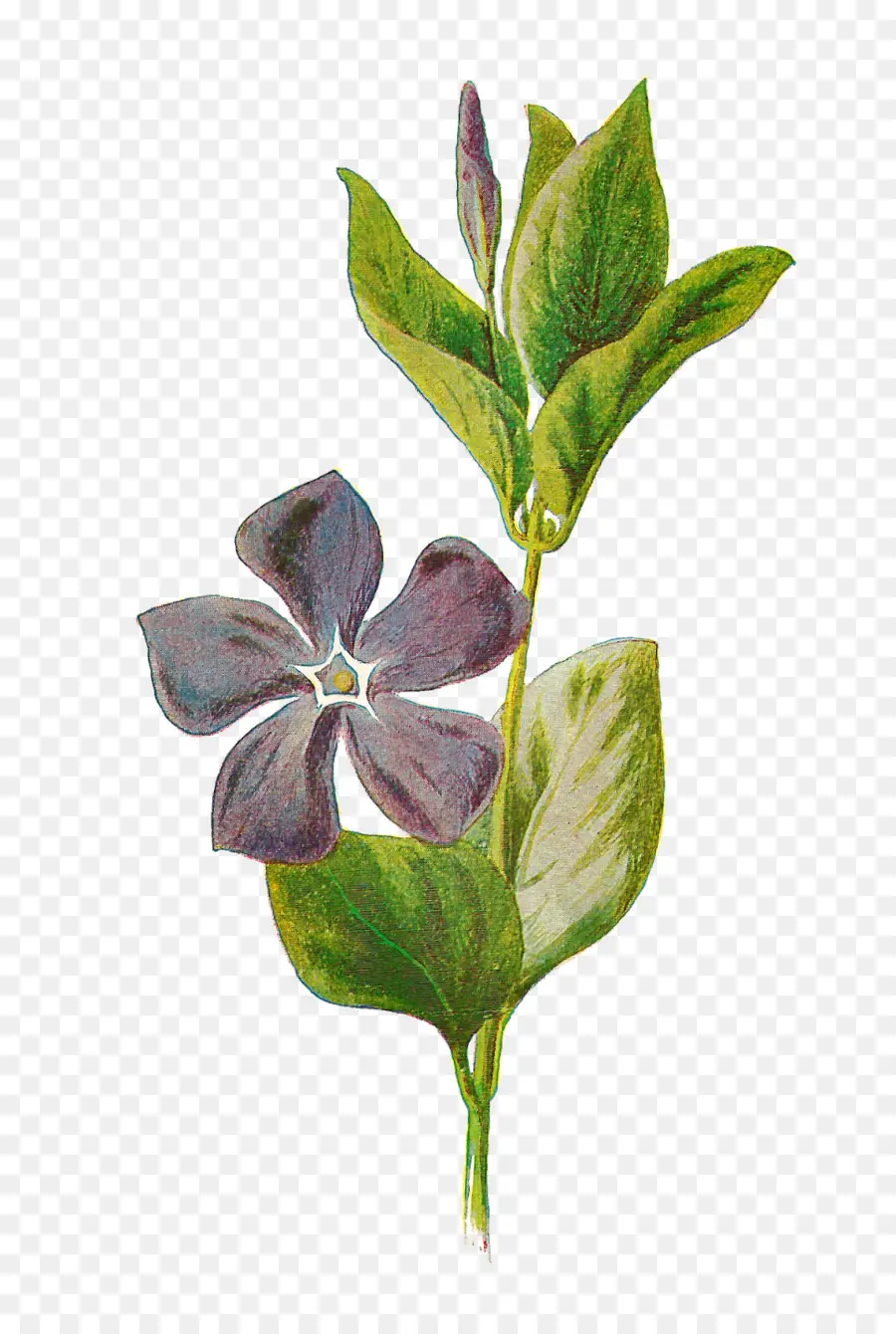 Vinca Minor，Vinca Major PNG