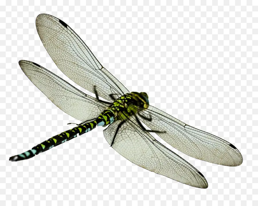 Insecto，Libélula PNG