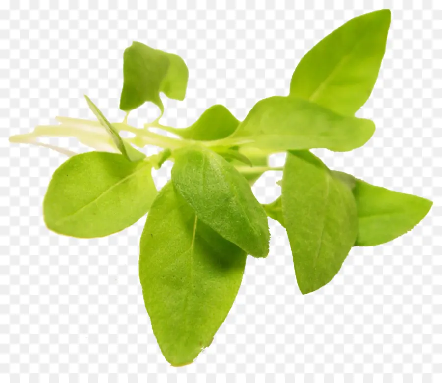 Hojas Verdes，Hierba PNG