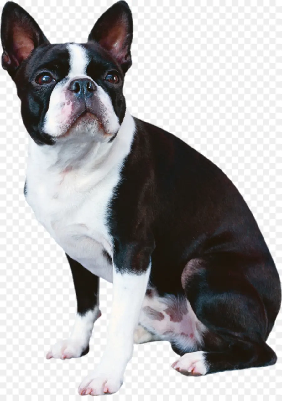 Boston Terrier，Bulldog Francés PNG