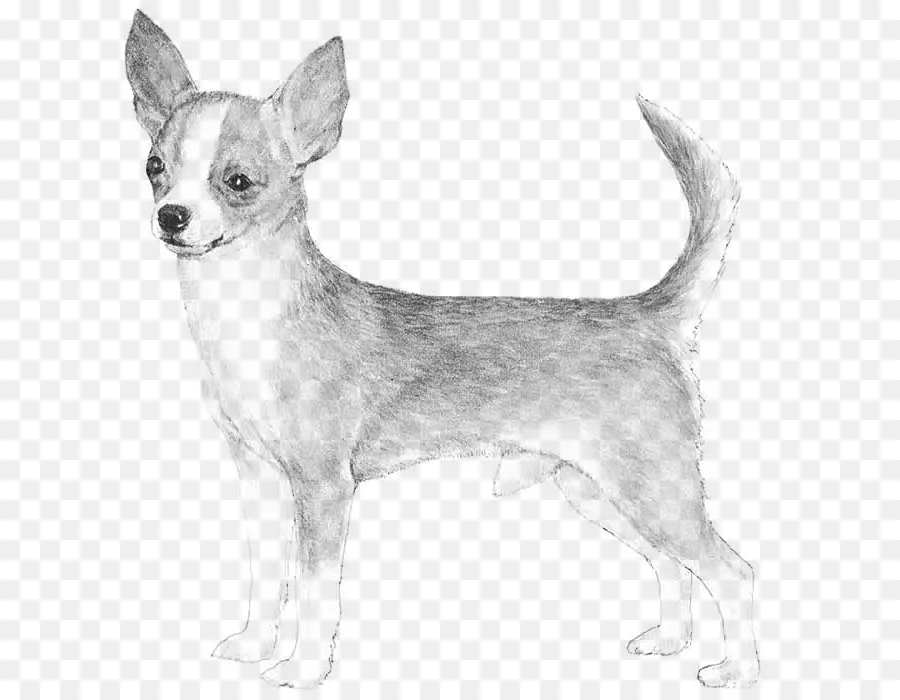 Chihuahua，Basset Hound PNG