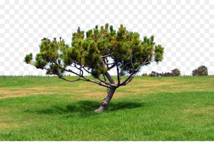 Árbol，Pino PNG