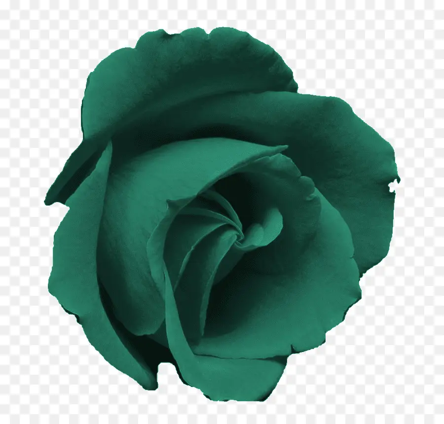 Rosa Negra，Oscuro PNG