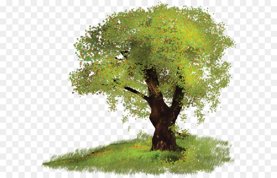 árbol De Otoño，Hojas PNG