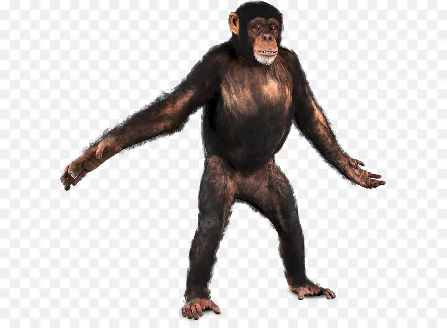 Chimpancé Común，Los Primates PNG
