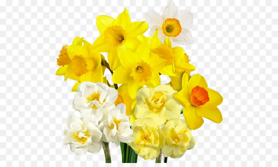 Narcisos Amarillos，Primavera PNG