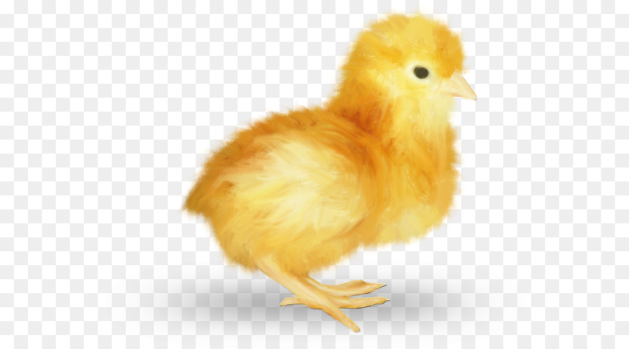 Pollo，Pascua PNG