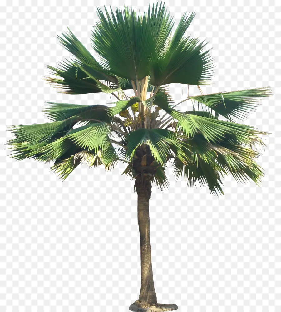 Palmera，Tropical PNG