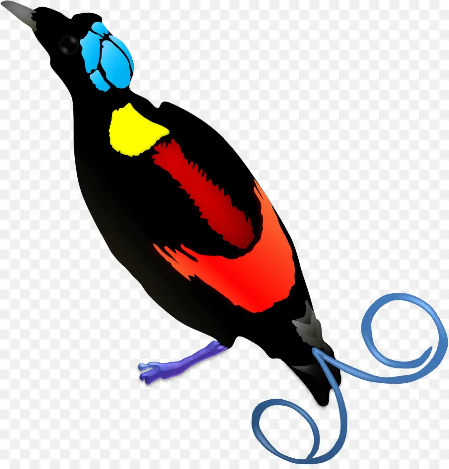 Pájaro，Nueva Guinea PNG
