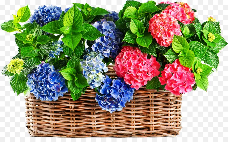 Flores De Hortensia，Cesta PNG