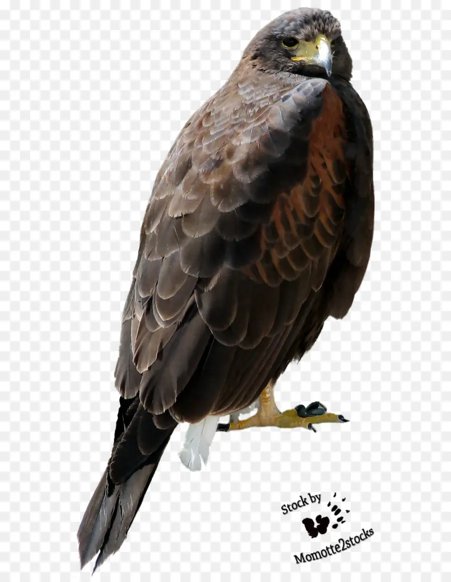 Halcón，Plumas PNG