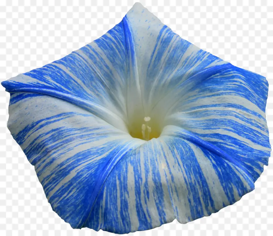 Flor De Gloria De La Mañana，Azul PNG