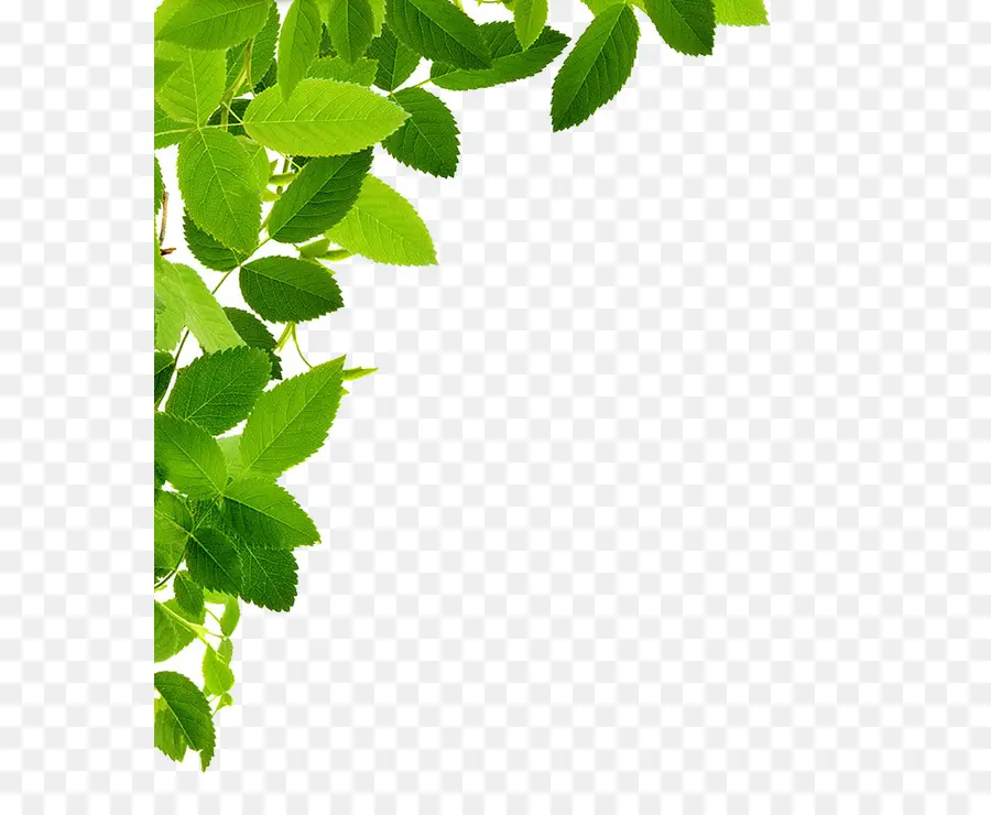 Hojas Verdes，Hojas PNG